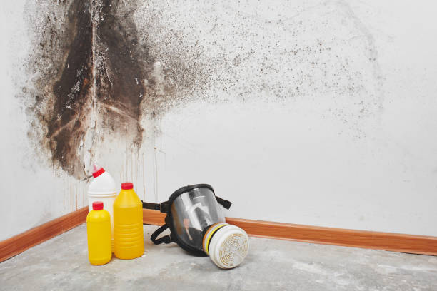 Why You Should Choose Our Mold Remediation Services in Owings Mills, MD